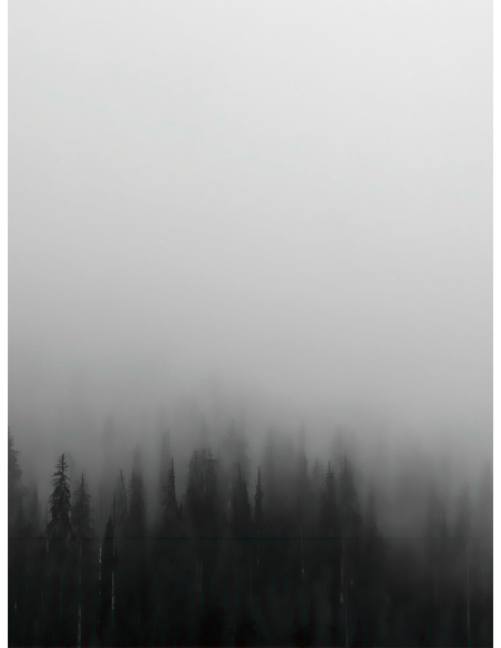 Lámina Bosque con niebla 2