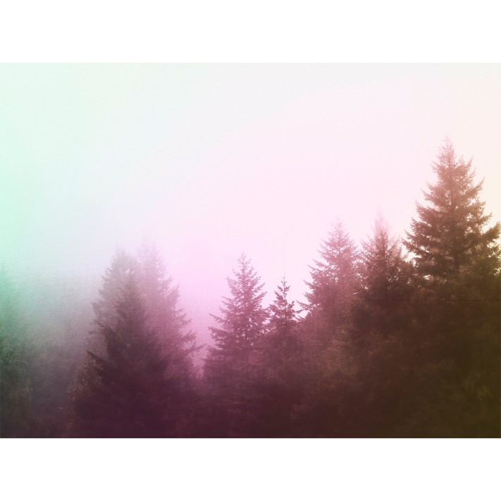 Lámina Bosque con niebla 3