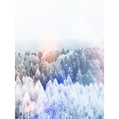 Lámina Bosque del norte