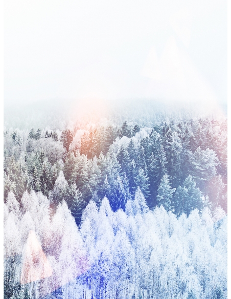 Lámina Bosque del norte