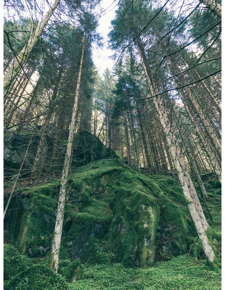Lámina Bosque vertical Lámina Bosque vertical