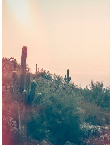 Lámina Desierto Cactus