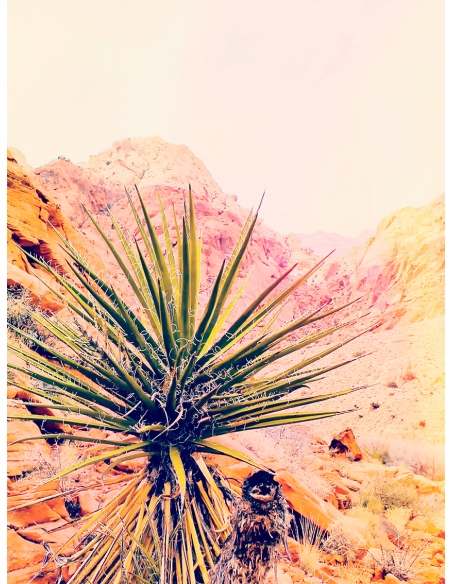 Lámina Desierto Cactus 2