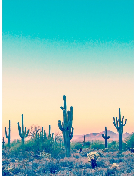 Lámina Desierto Cactus 3