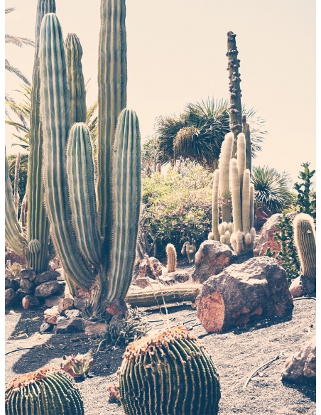 Lámina Desierto Cactus 4