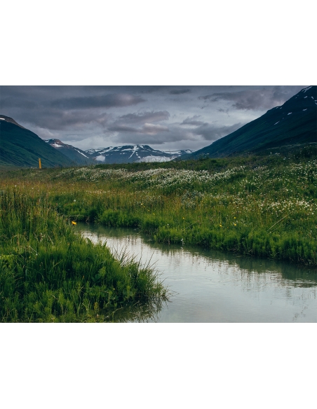 Lámina Hierba en el río