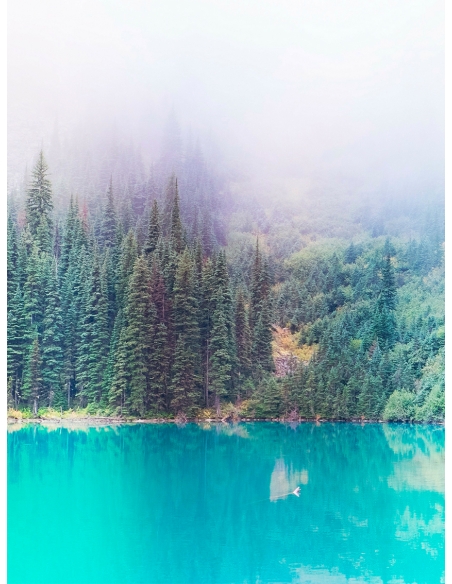 Lámina Pinos en el Lago