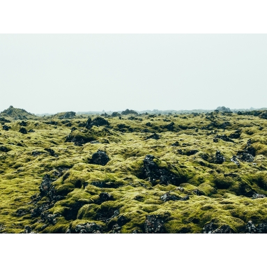 Lámina Rocas con musgo