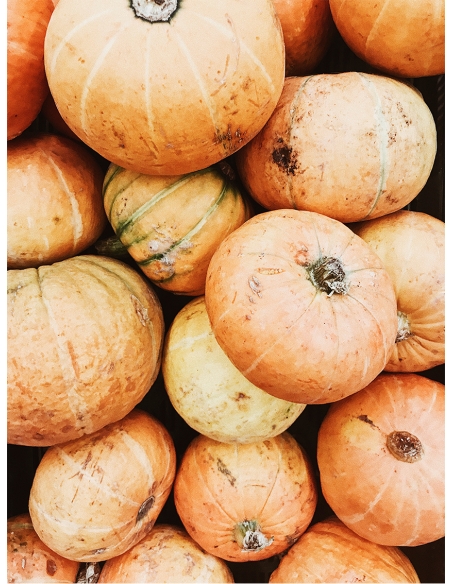Lámina Calabazas Lámina Calabazas