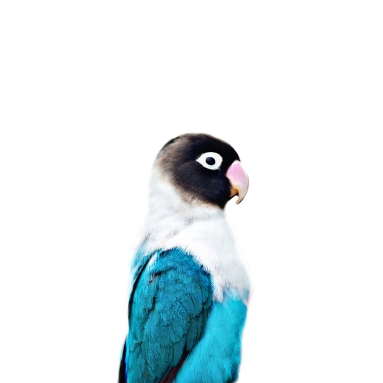 Lámina Pájaro Tropical