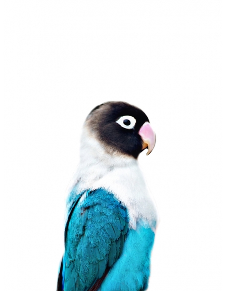 Lámina Pájaro Tropical