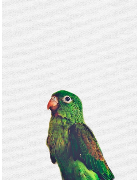 Lámina Pájaro Verde Lámina Pájaro Verde