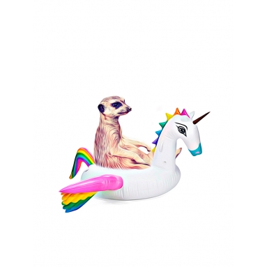 Lámina Suricato en Flotador