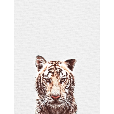 Lámina Tigre