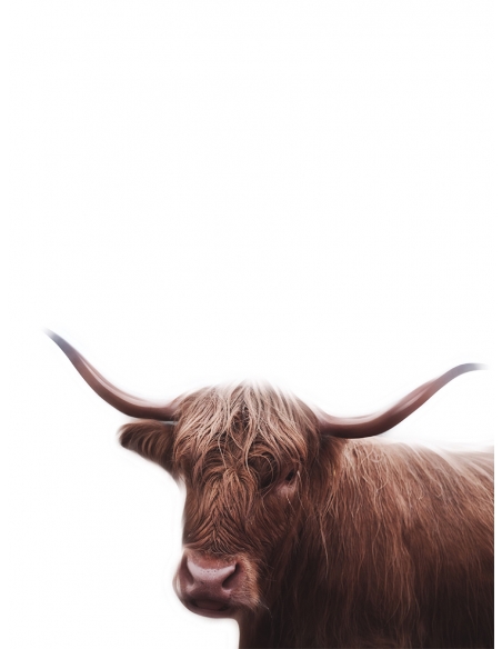 Lámina Toro Lámina Toro