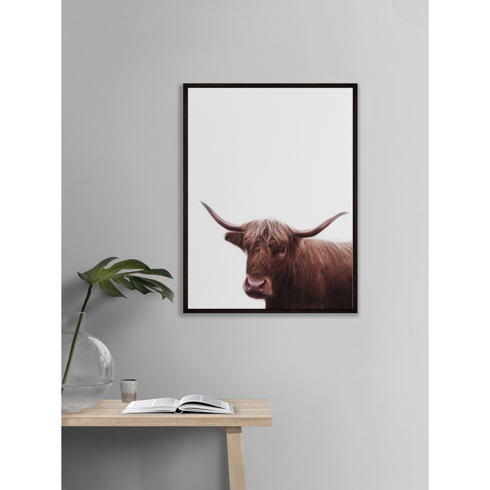 Lámina Toro Lámina Toro