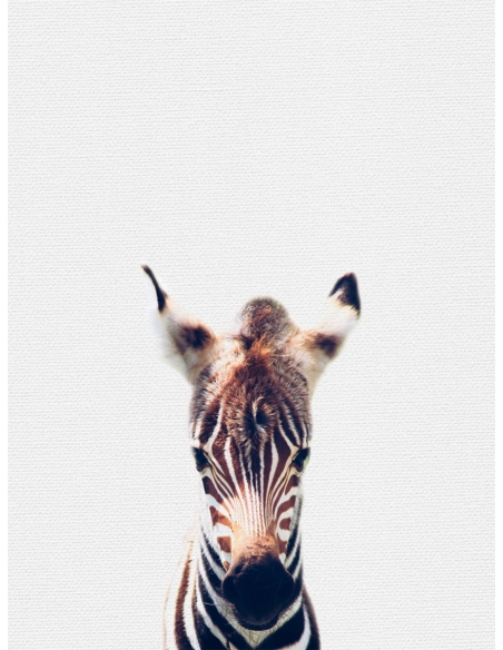Lámina Zebra