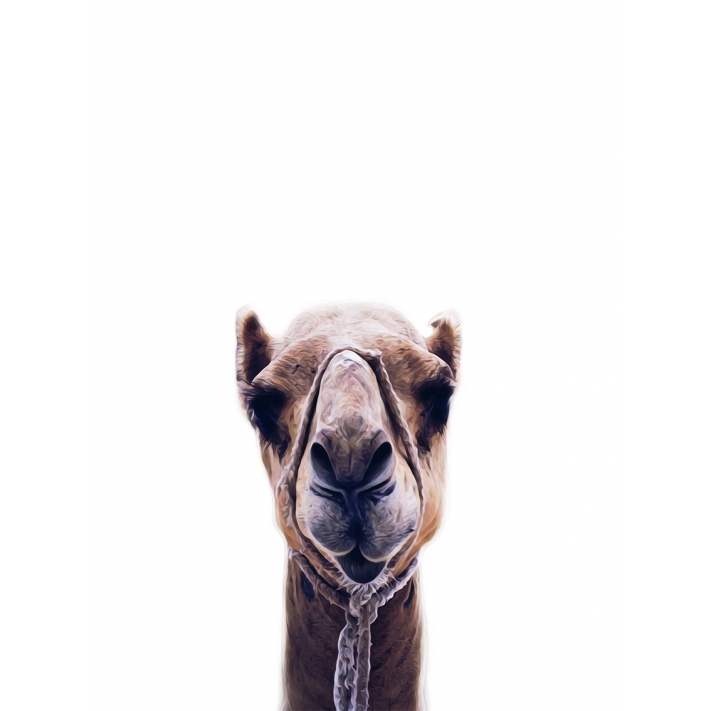 Lámina Camello