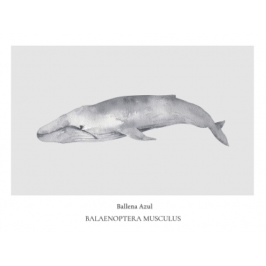 Lámina Ballena azul