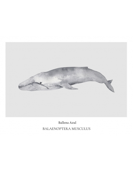 Lámina Ballena azul Lámina Ballena azul