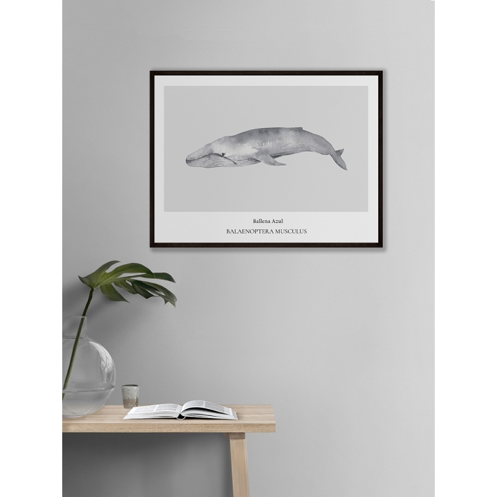 Lámina Ballena azul Lámina Ballena azul