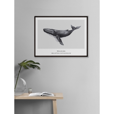 Lámina Ballena Jorabada 2