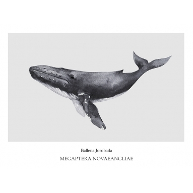 Lámina Ballena Jorabada