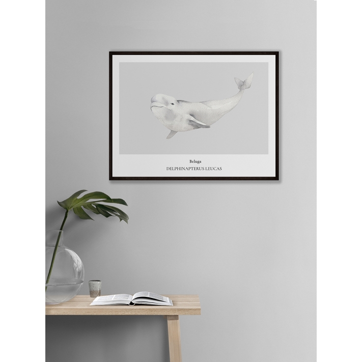 Lámina Beluga