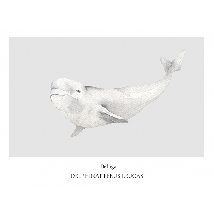 Lámina Beluga