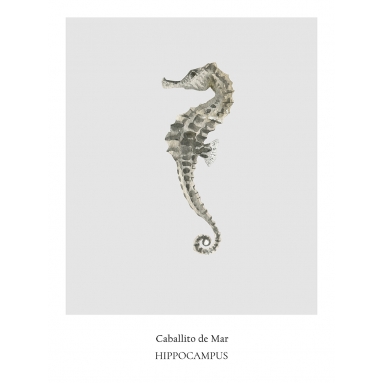 Lámina Caballito de Mar