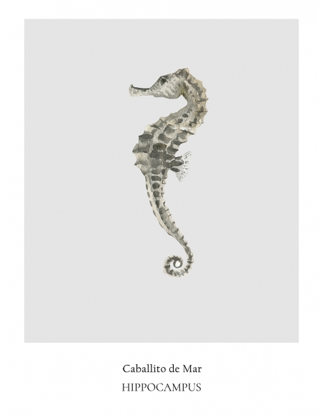 Lámina Caballito de Mar