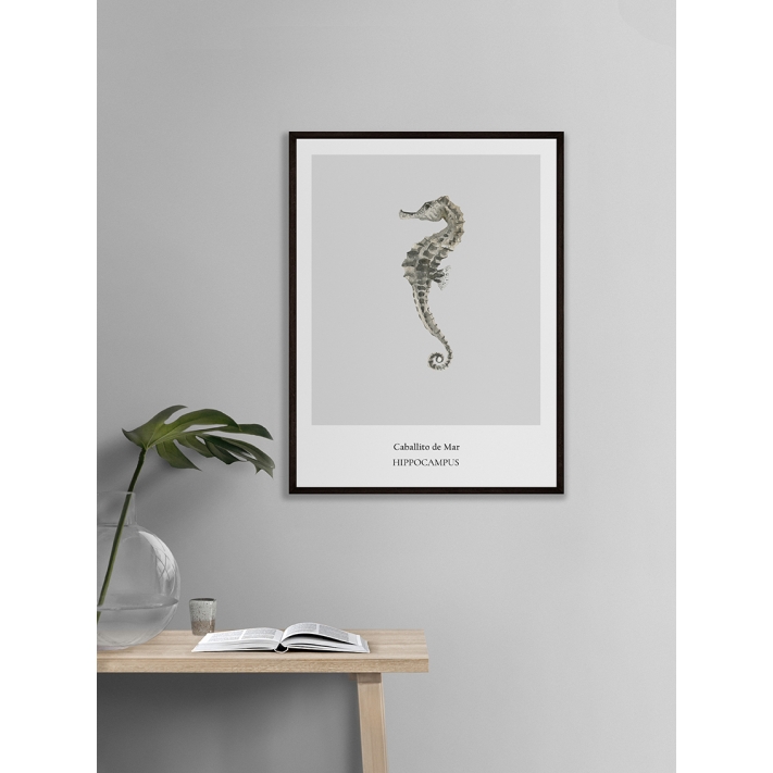 Lámina Caballito de Mar