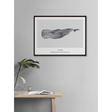 Lámina Cachalote 2
