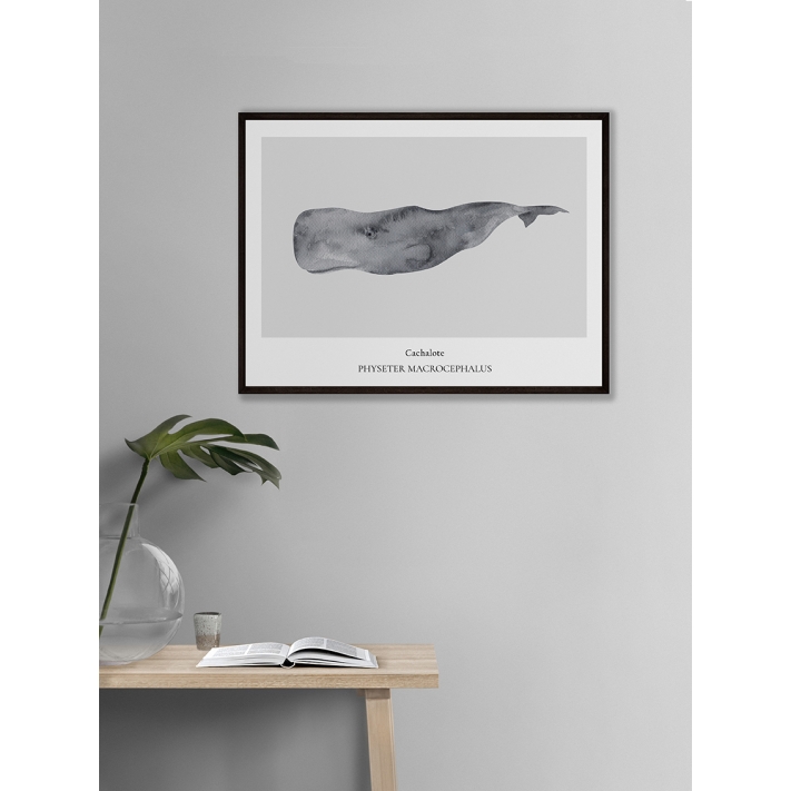 Lámina Cachalote Lámina Cachalote