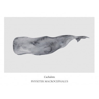 Lámina Cachalote