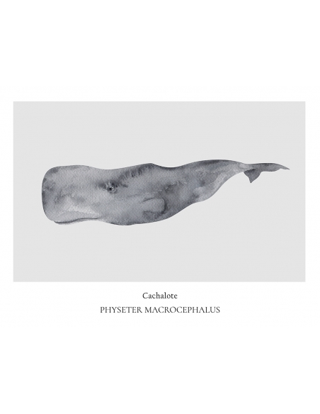 Lámina Cachalote Lámina Cachalote