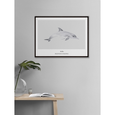 Lámina Delfín 2