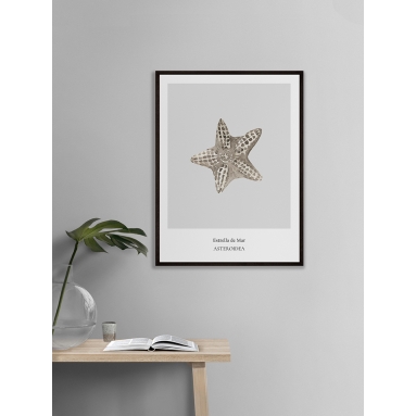 Lámina Estrella de Mar 2