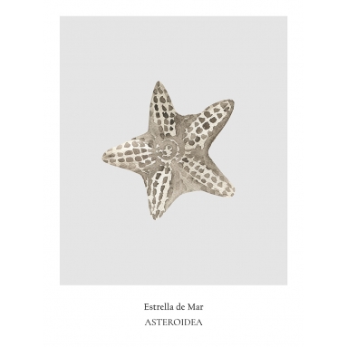 Lámina Estrella de Mar