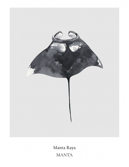 Lámina Manta Raya Lámina Manta Raya
