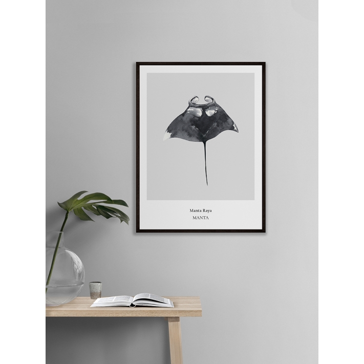 Lámina Manta Raya Lámina Manta Raya