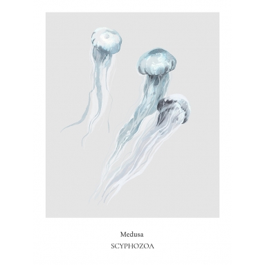 Lámina Medusa