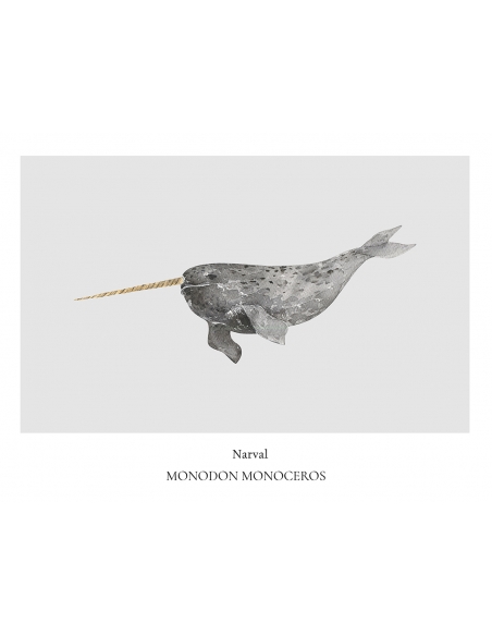Lámina Narval Lámina Narval