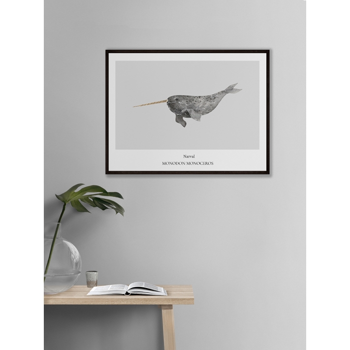 Lámina Narval Lámina Narval