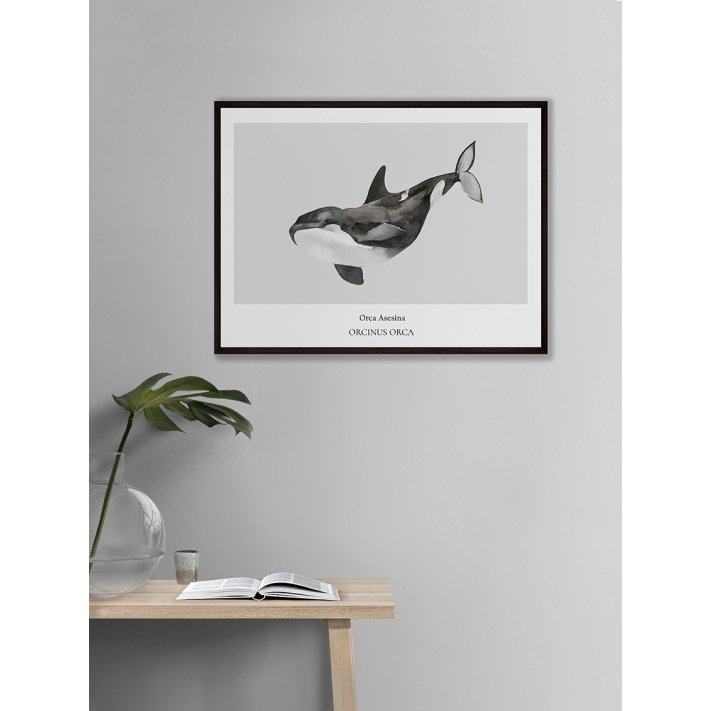 Lámina Orca Asesina Lámina Orca Asesina