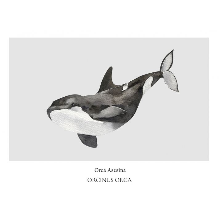 Lámina Orca Asesina