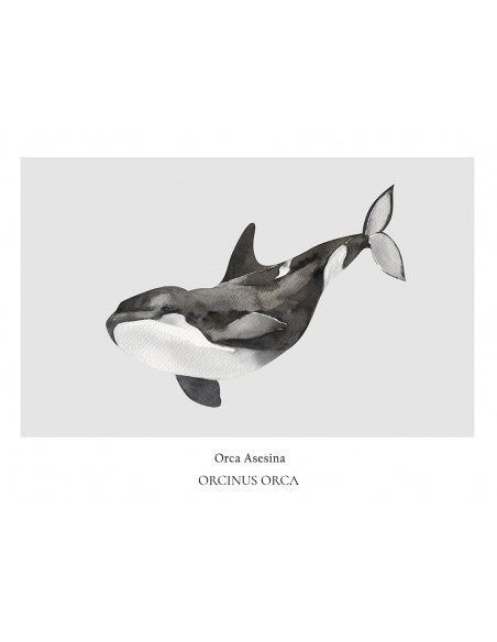 Lámina Orca Asesina Lámina Orca Asesina