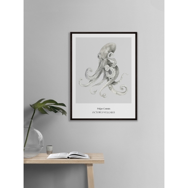 Lámina Pulpo 2