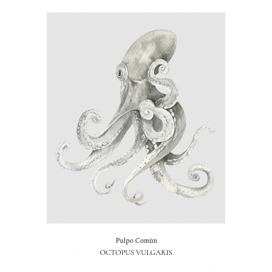 Lámina Pulpo
