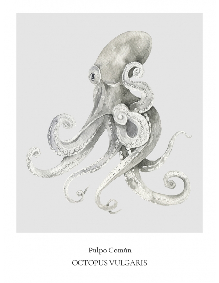 Lámina Pulpo